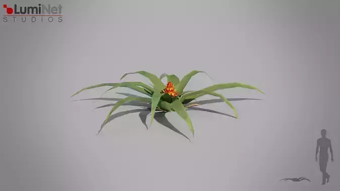 Bromelia Jungle foliage 3 of 18 Low-poly 3D model