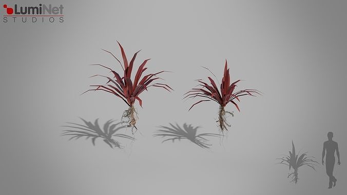 Cordyline Red Star Jungle foliage 4 of 18 Low-poly 3D model Low-poly 3D model