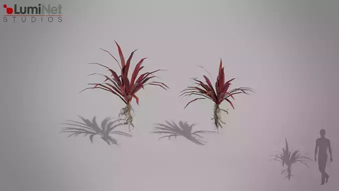 Cordyline Red Star Jungle foliage 4 of 18 Low-poly 3D model Low-poly 3D model