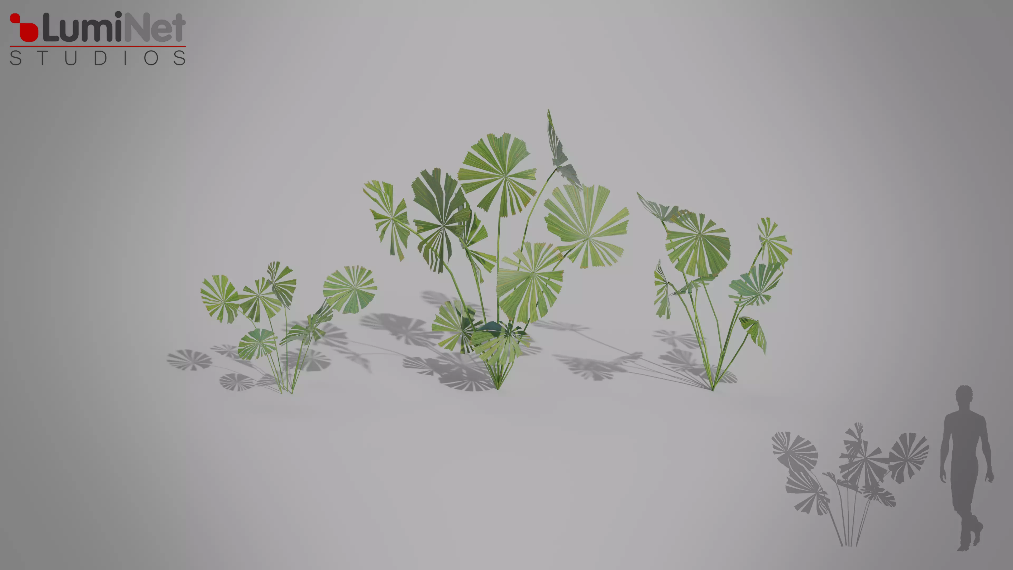 Fanpalm Jungle foliage 6 of 18 Low-poly 3D model Low-poly 3D model