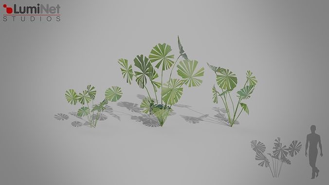Fanpalm Jungle foliage 6 of 18 Low-poly 3D model Low-poly 3D model