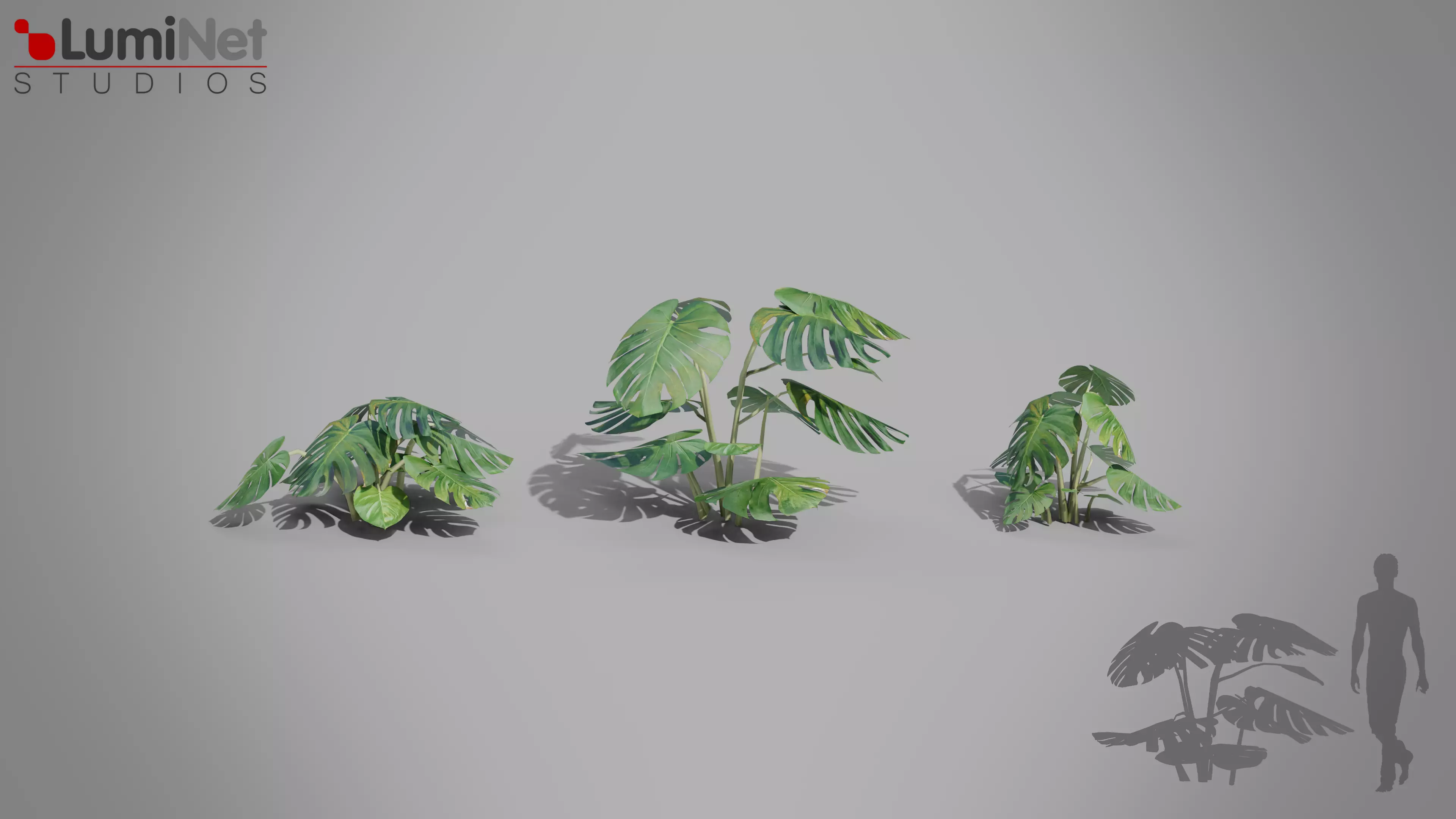 Monstera Jungle foliage 8 of 18 Low-poly 3D model Low-poly 3D model_0