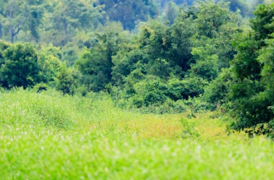 low poly animal herd of horses in lush field Low-poly 3D model_1