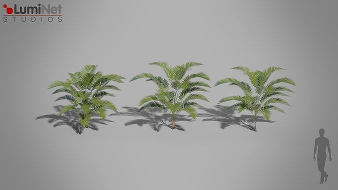 Plant Palm Jungle foliage 10 of 18 Low-poly 3D model Low-poly 3D model