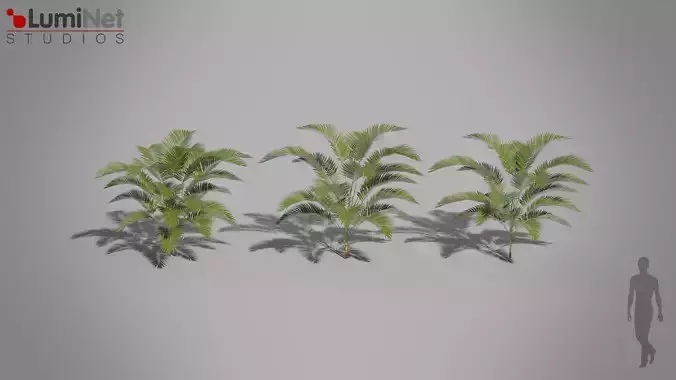 Plant Palm Jungle foliage 10 of 18 Low-poly 3D model Low-poly 3D model