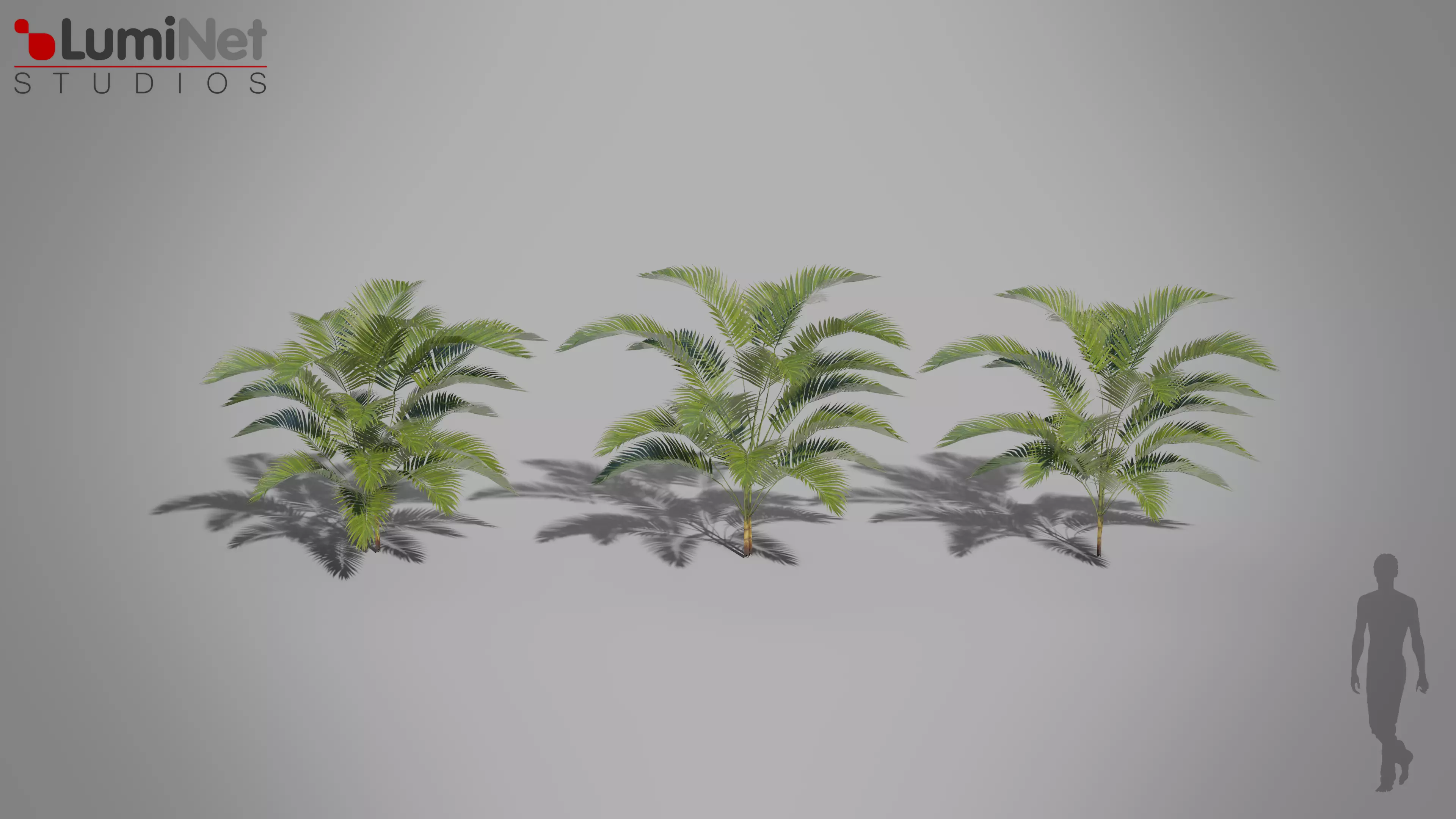 Plant Palm Jungle foliage 10 of 18 Low-poly 3D model Low-poly 3D model_0