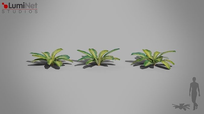 Tropical Leaves Jungle foliage 15 of 18 Low-poly 3D model Low-poly 3D model