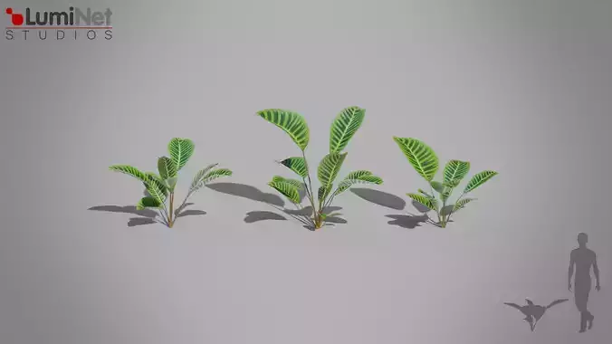 Zebra Plant Jungle foliage 18 of 18 Low-poly 3D model Low-poly 3D model Zebra Plant Jungle foliage 18 of 18 Low-poly 3D model Low-poly 3D model