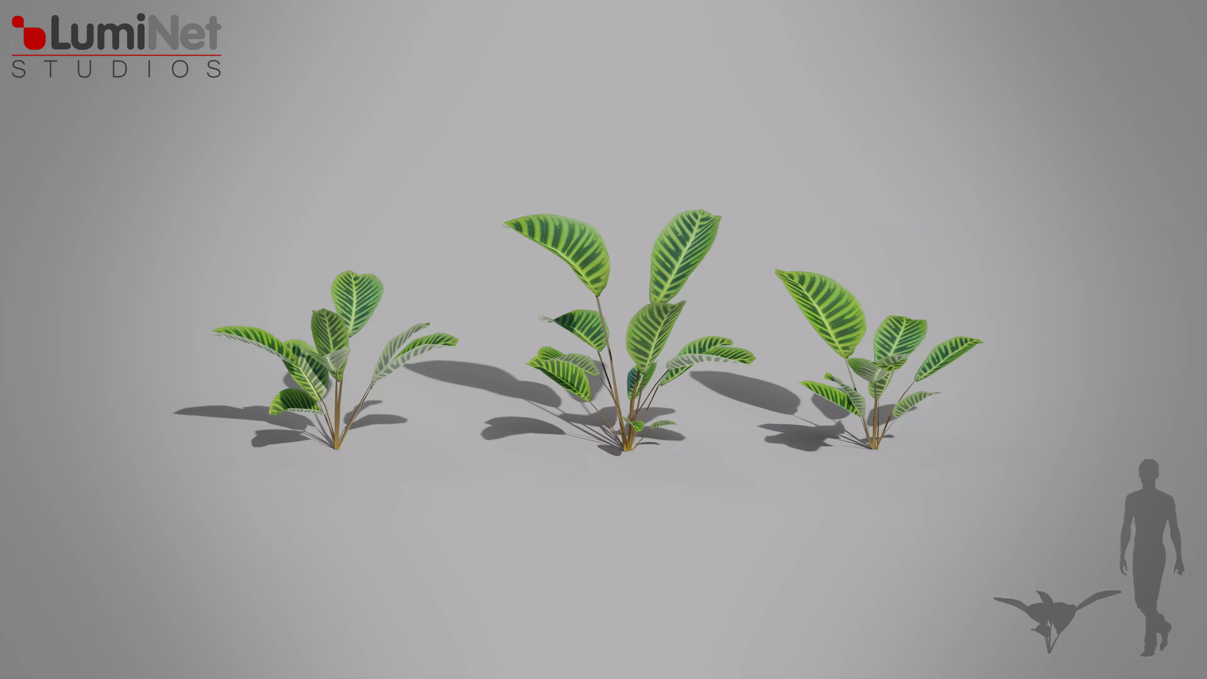 Zebra Plant Jungle foliage 18 of 18 Low-poly 3D model Low-poly 3D model_0