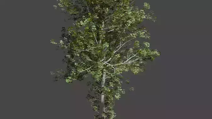 Tree model birch