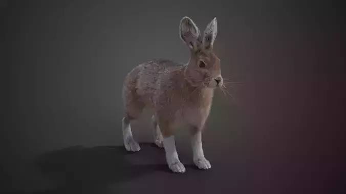 Snowshoe Rabbit Animated VFX Grace 3D model