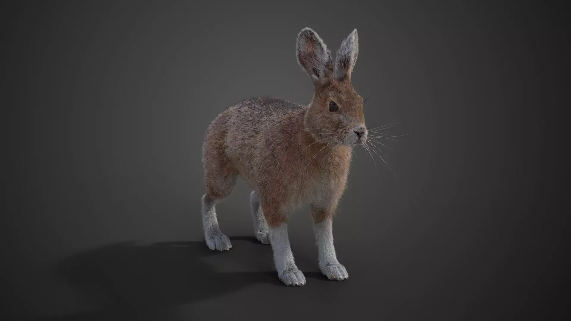 Snowshoe Rabbit Animated VFX Grace 3D model_0