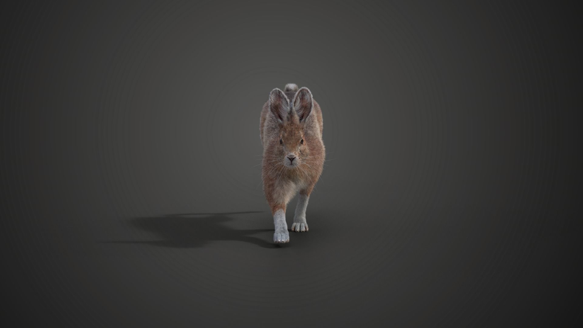 Snowshoe Rabbit Animated VFX Grace 3D model_3