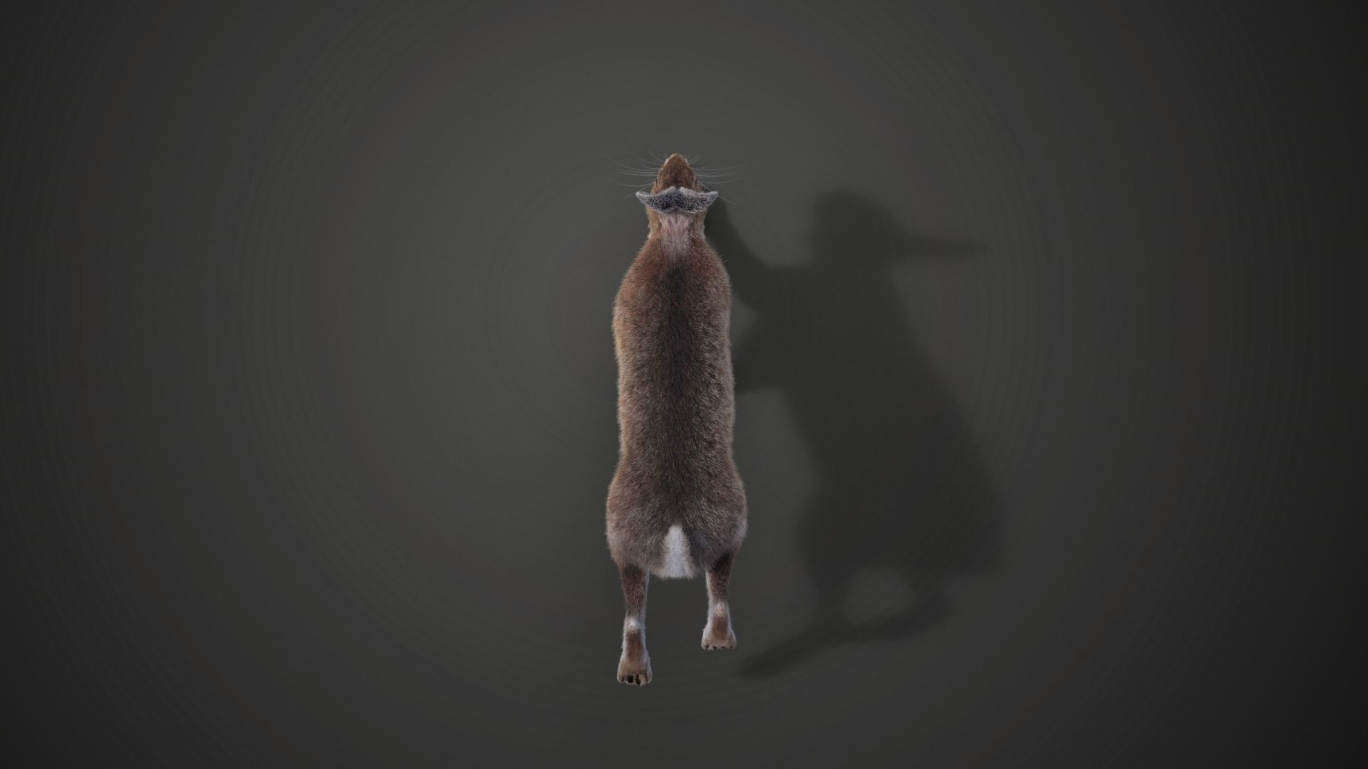 Snowshoe Rabbit Animated VFX Grace 3D model_7