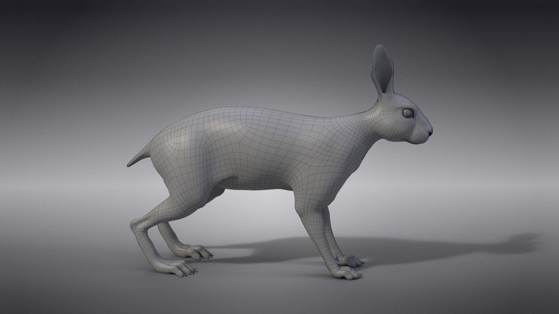 Snowshoe Rabbit Animated VFX Grace 3D model_18