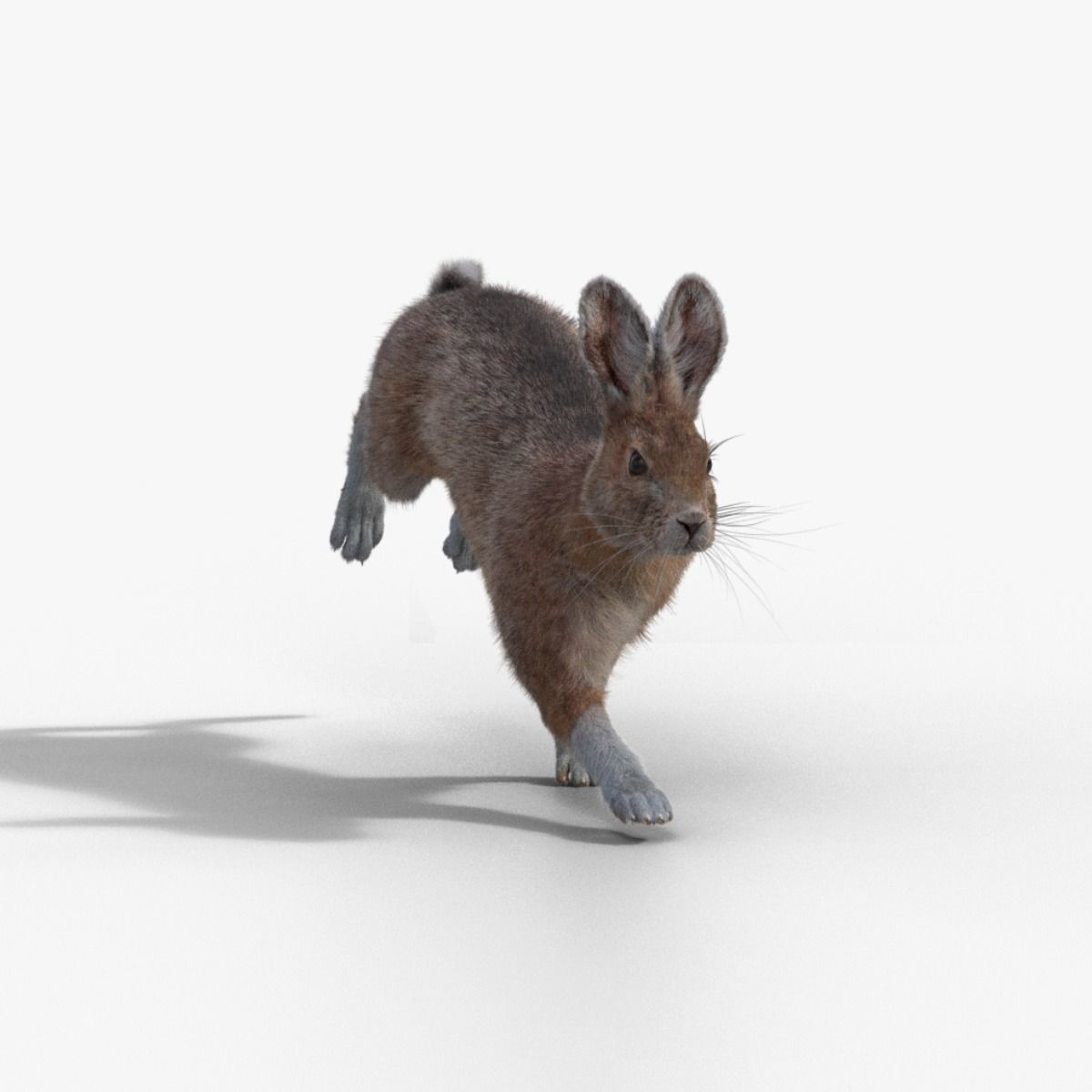 Snowshoe Rabbit Animated VFX Grace 3D model_8