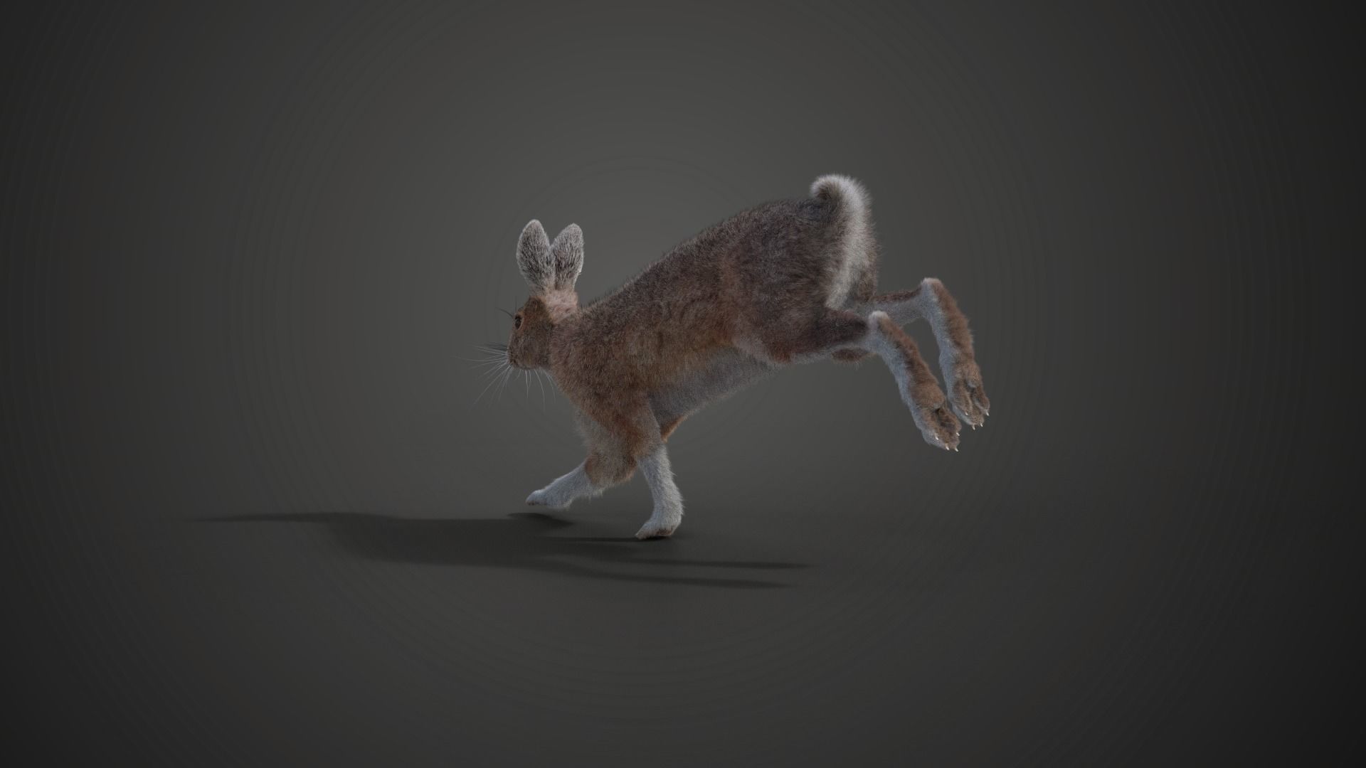 Snowshoe Rabbit Animated VFX Grace 3D model_6