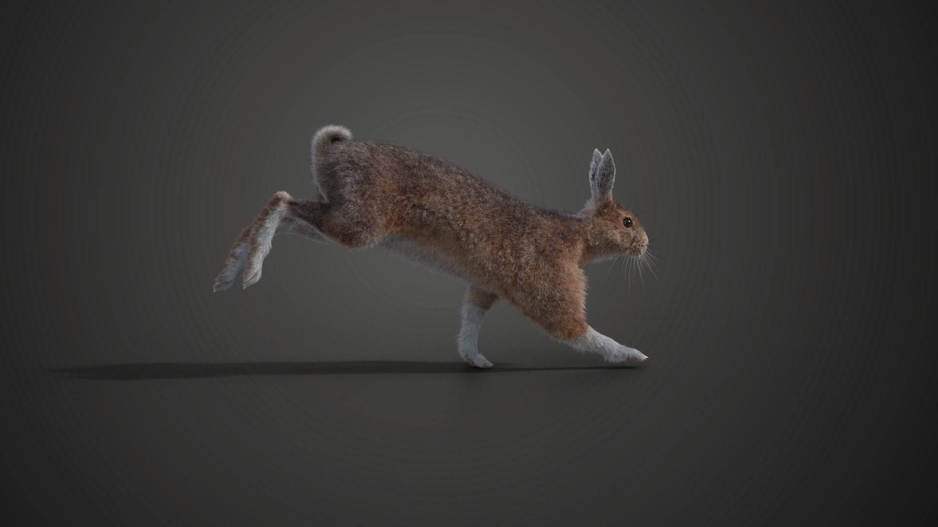 Snowshoe Rabbit Animated VFX Grace 3D model_5