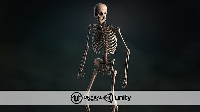 Realistic Skeleton Low-poly 3D model