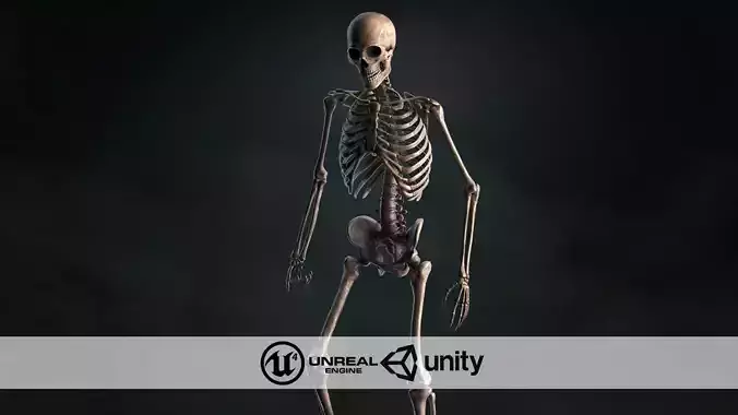 Realistic Skeleton Low-poly 3D model