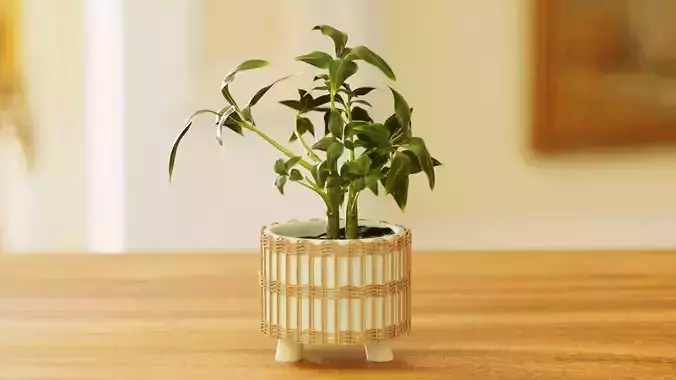 Umbrella Tree Indoor House Plant