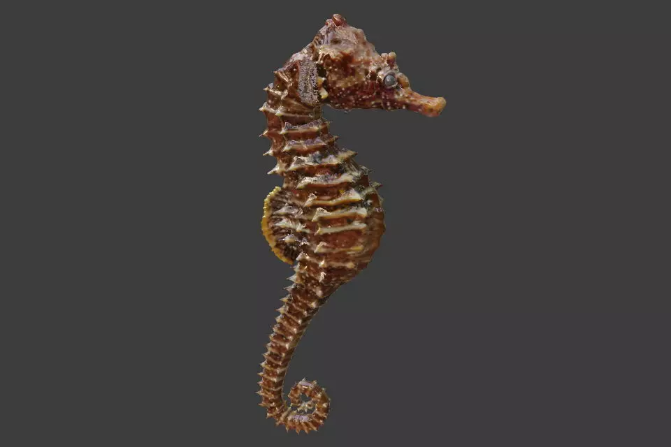Hippocampus seahorse 3D model_0