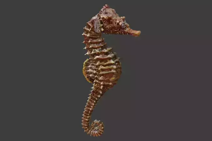 Hippocampus seahorse 3D model
