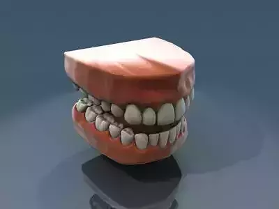 Teeth Anatomy 3D model