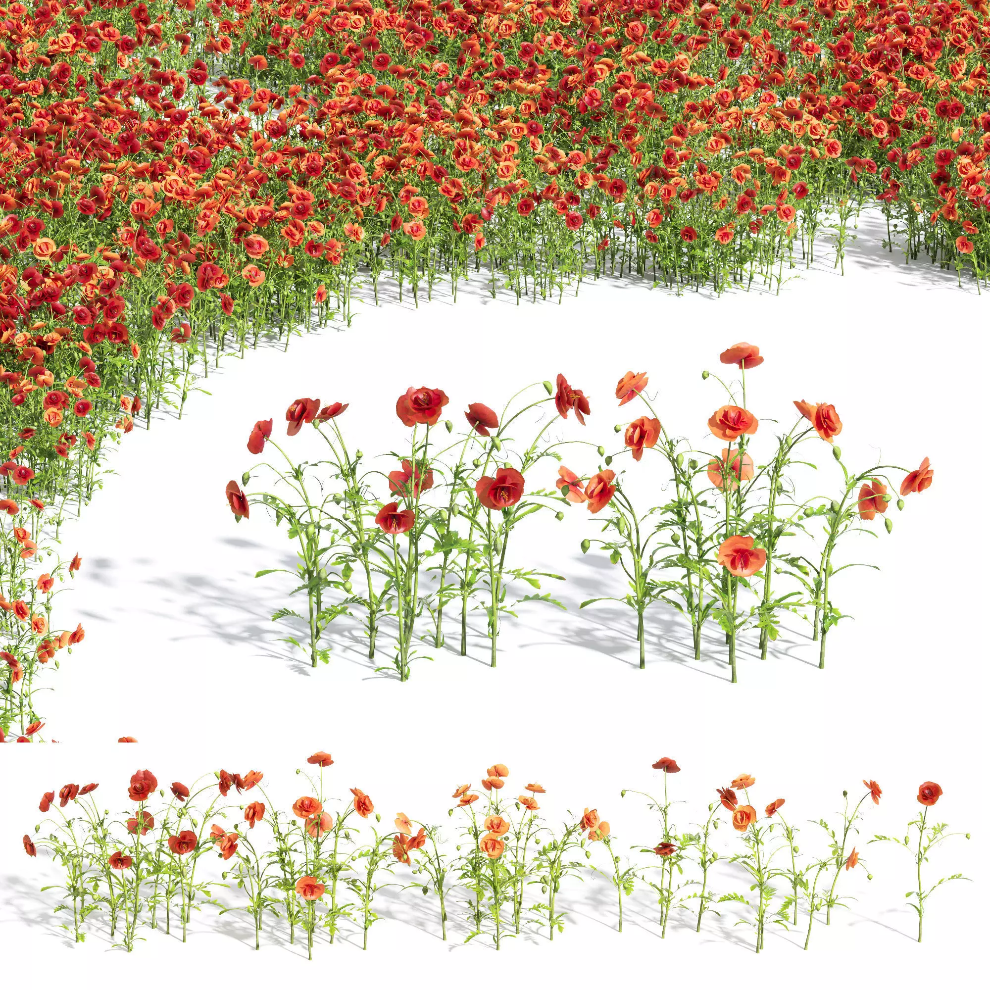 Common Poppy Papaver Rhoeas 3D model_0