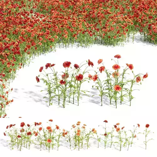 Common Poppy Papaver Rhoeas 3D model