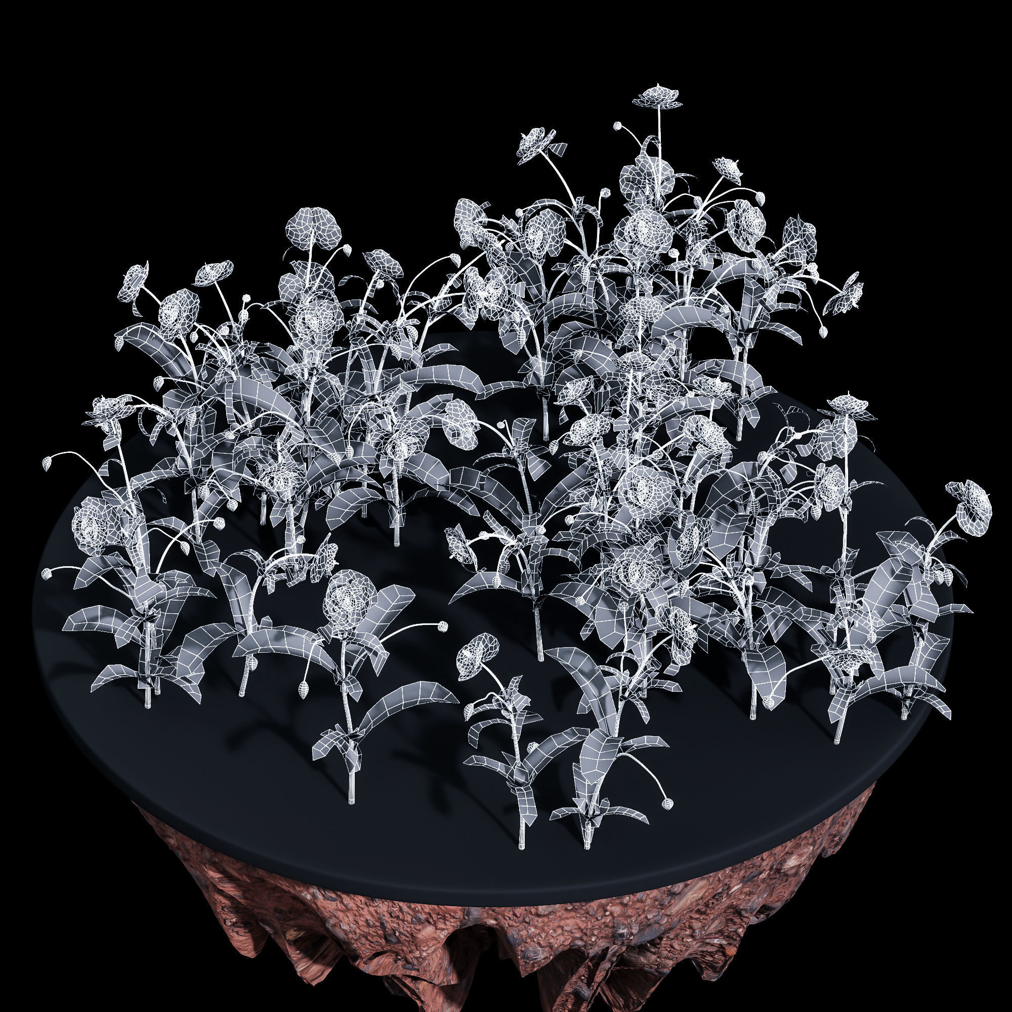 Common Poppy Papaver Rhoeas 3D model_4