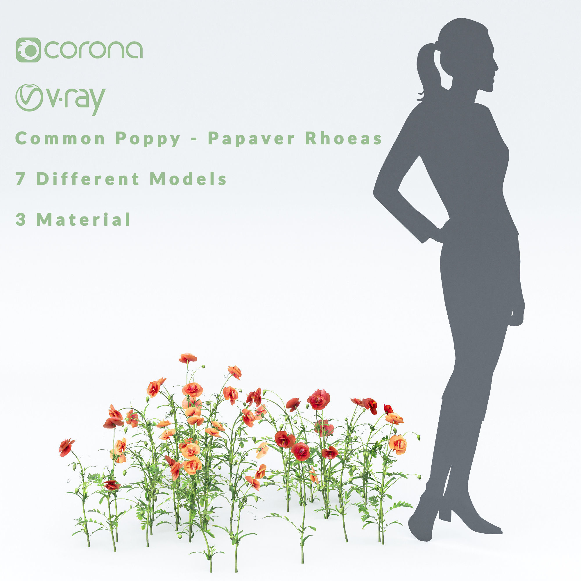 Common Poppy Papaver Rhoeas 3D model_2