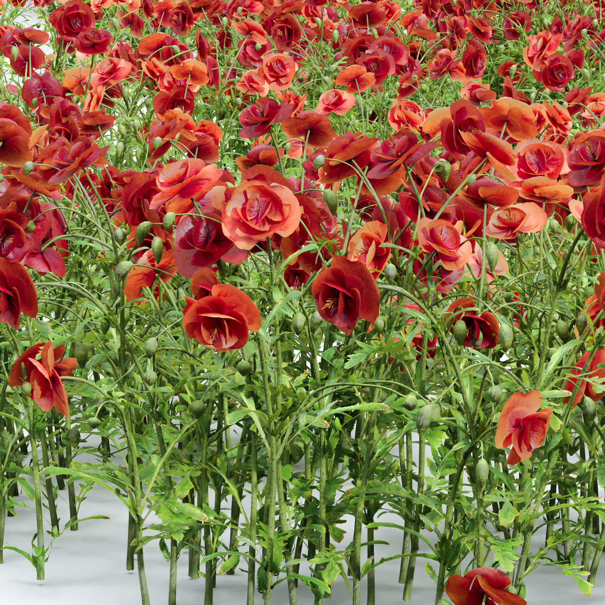 Common Poppy Papaver Rhoeas 3D model_1