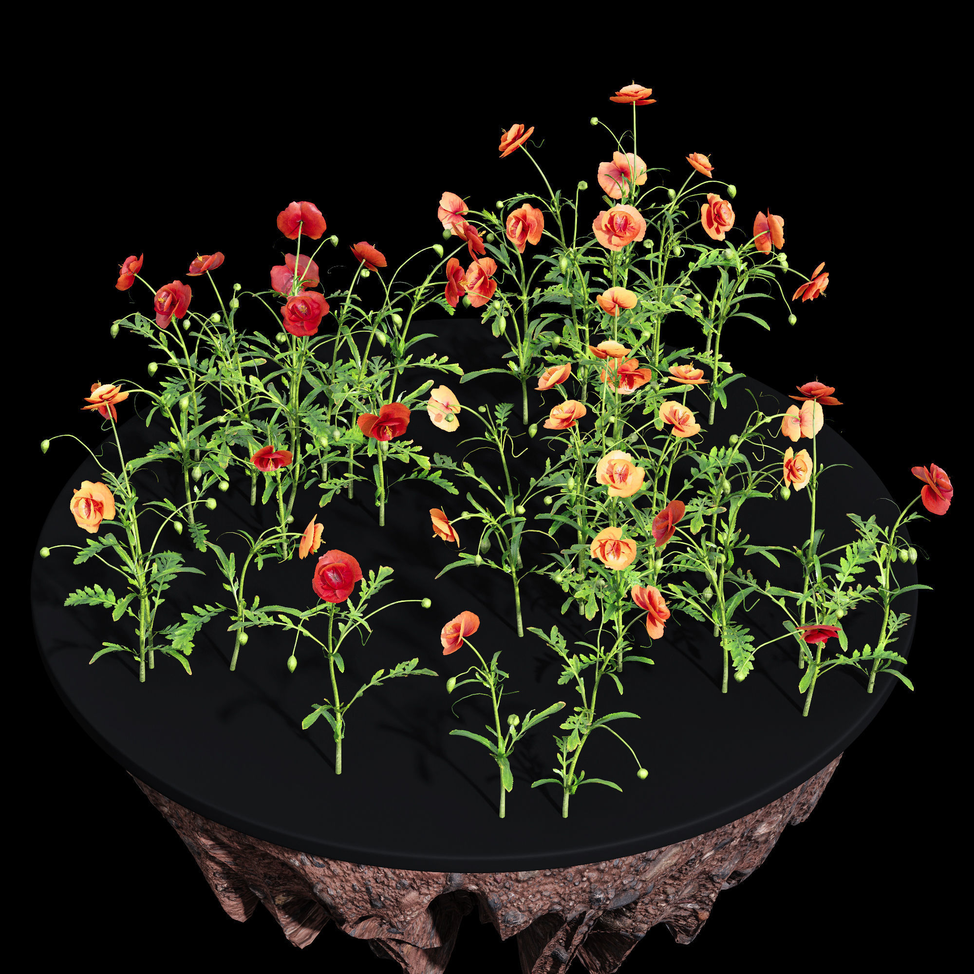 Common Poppy Papaver Rhoeas 3D model_3
