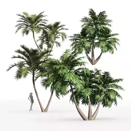 4tree Manila Palm Adonidia Veitchia Merrillii Garden Backyard 3D model