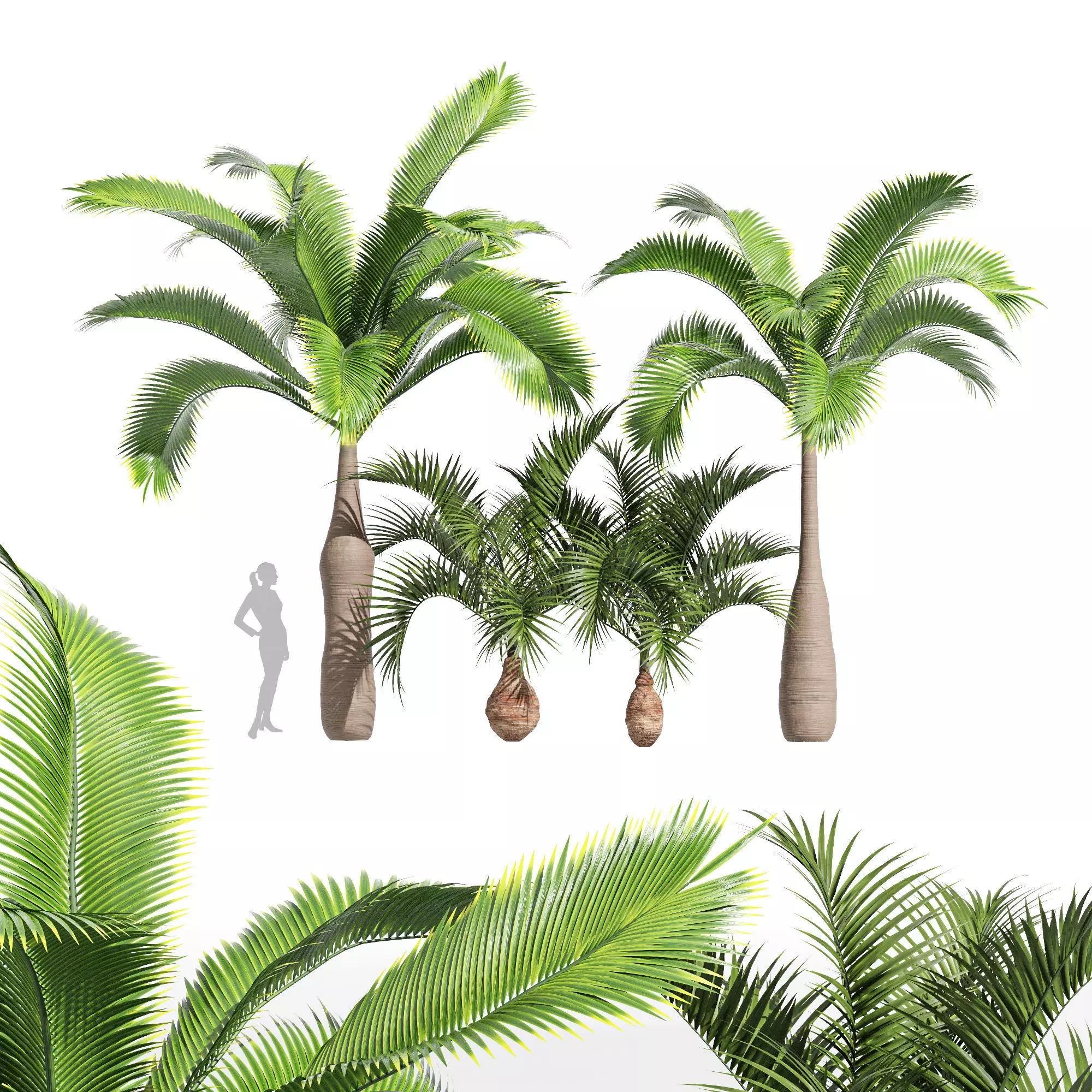 4 tree Bottle Palm Tree Hyophorbe lagenicaulis Tall 3D model