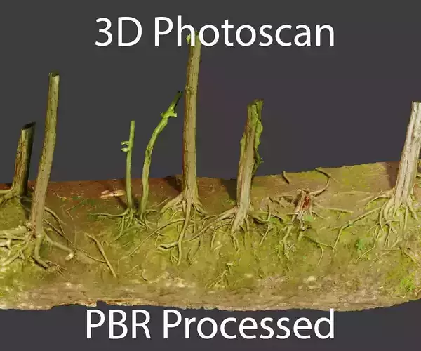 PBR Slope Tree Roots Dirt Moss Scanned 8K