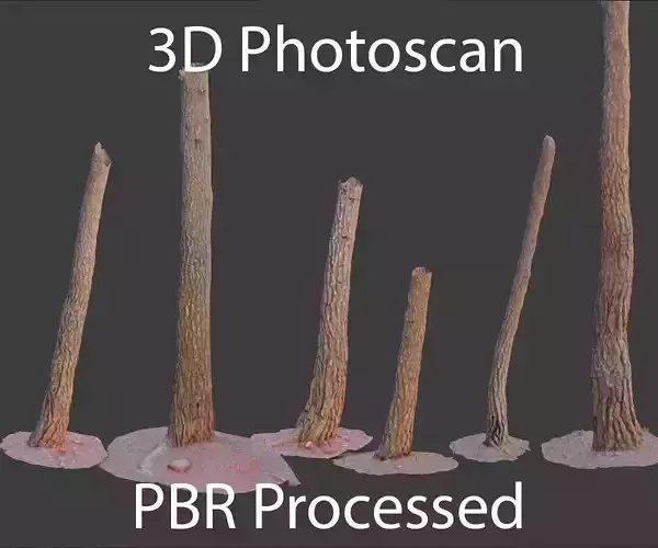 PBR Pine Tree Trunk Scan Set collection Low-poly 3D model