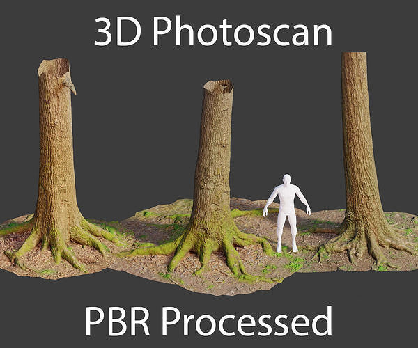 PBR Oak Tree Big Forest Scan Trunk Pack Low-poly 3D model
