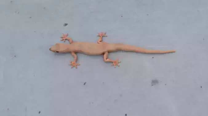 Wall Gecko Low-poly 3D model