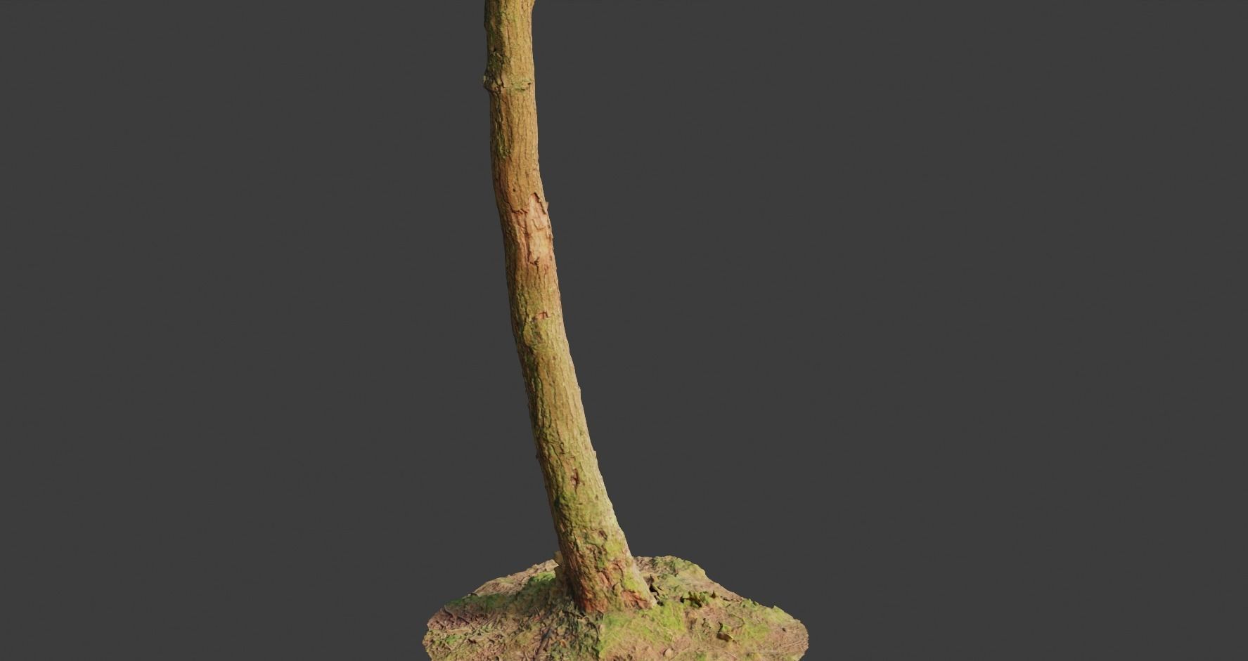 PBR Oak Small Tree Forest Scan Trunk Pack 3D model_10