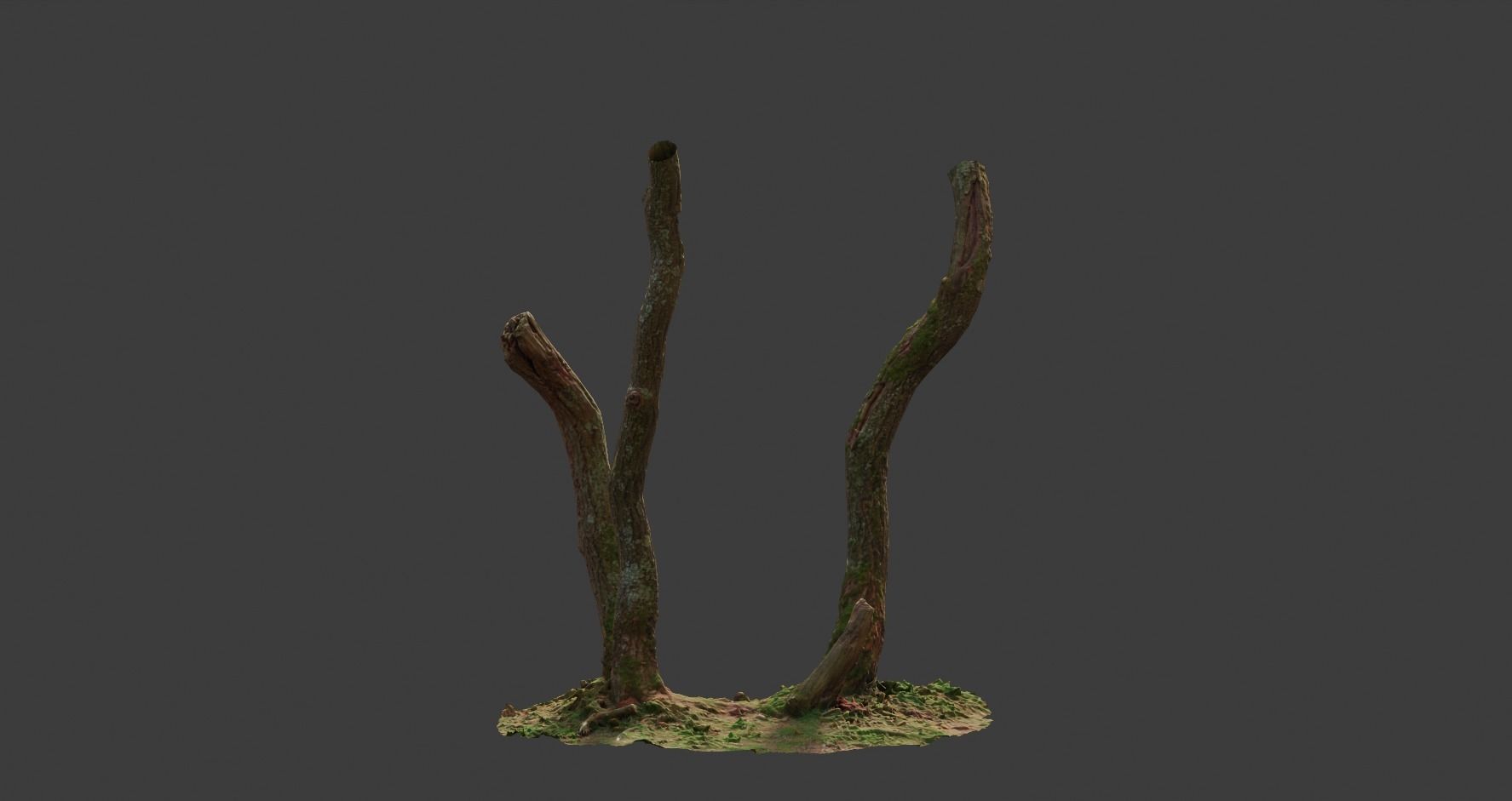 PBR Oak Small Tree Forest Scan Trunk Pack 3D model_8