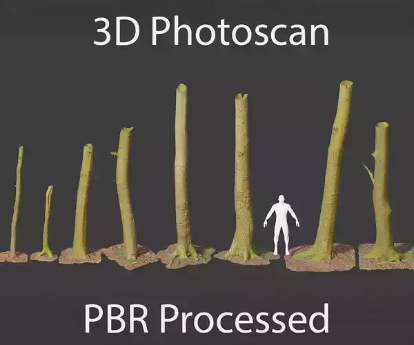 PBR 8x Beech Tree Trunk Real Scan Roots Collection