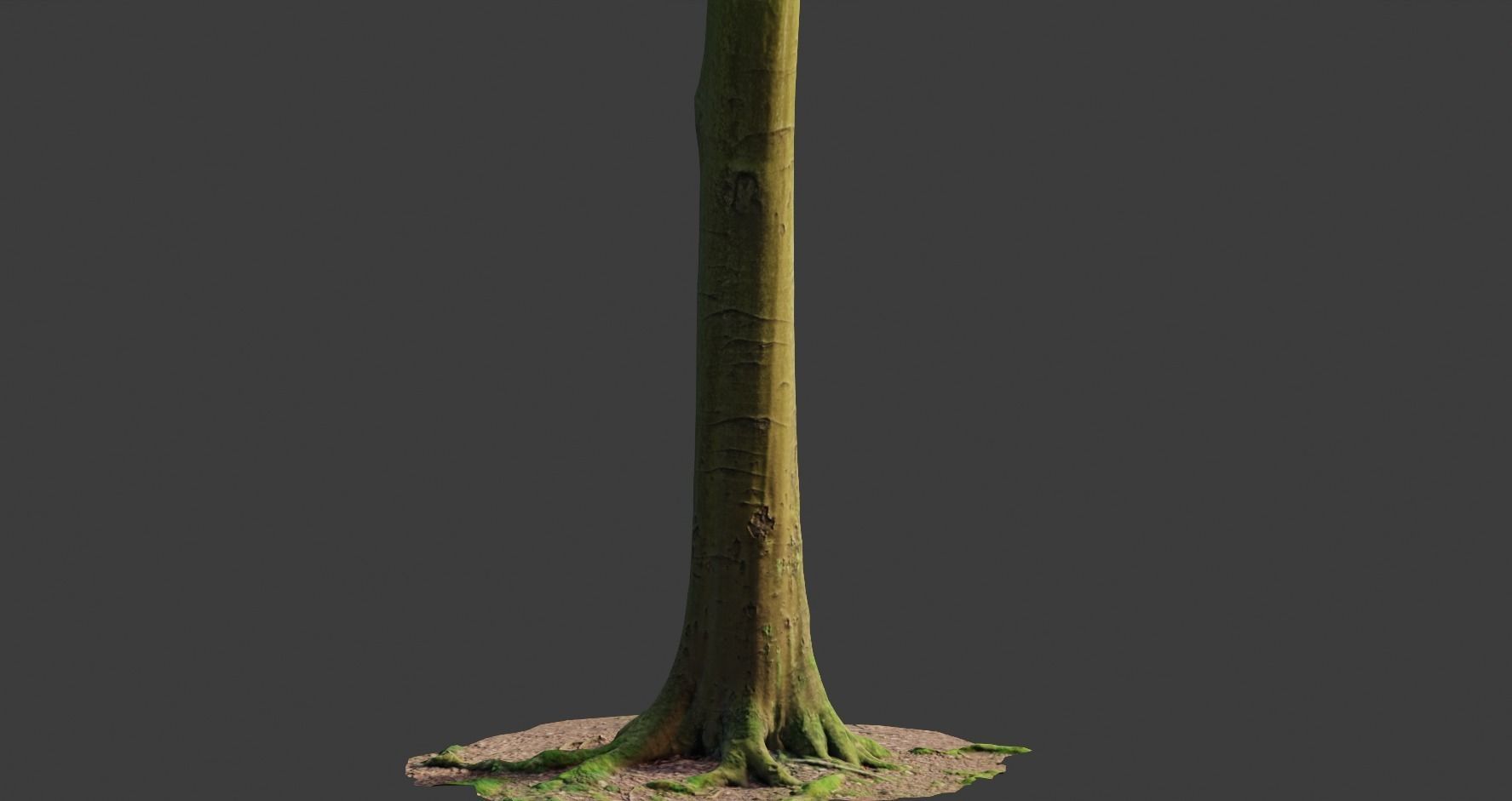PBR Beech Tree Dead Trunk Collection Realistic Scan Low-poly 3D model_9