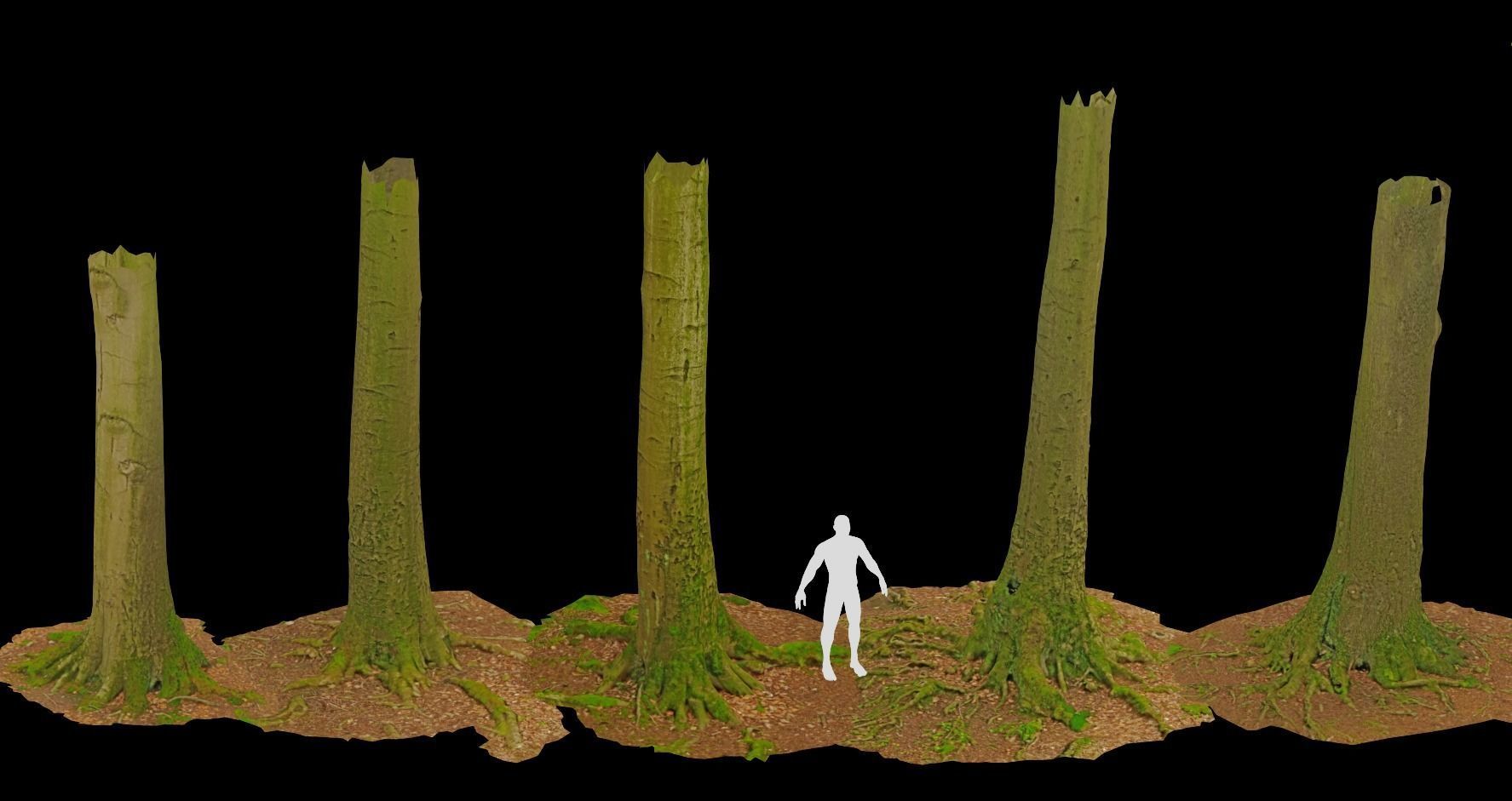 PBR Beech Tree Dead Trunk Collection Realistic Scan Low-poly 3D model_1