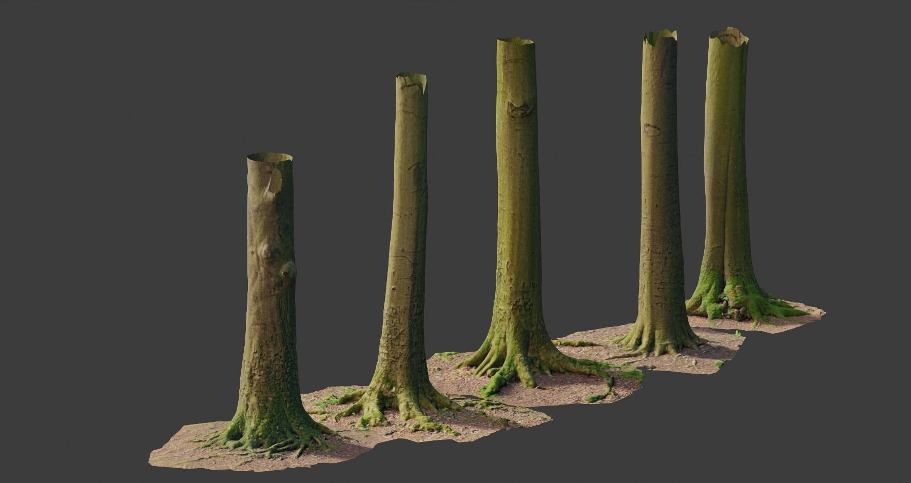 PBR Beech Tree Dead Trunk Collection Realistic Scan Low-poly 3D model_6