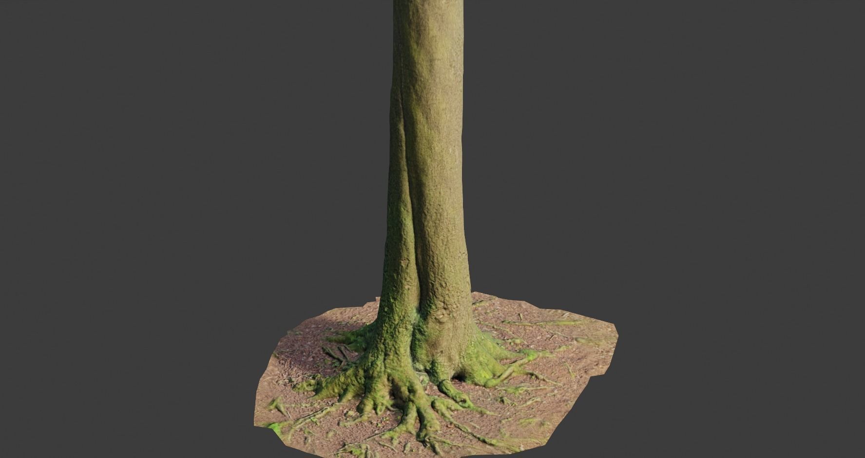 PBR Beech Tree Dead Trunk Collection Realistic Scan Low-poly 3D model_11