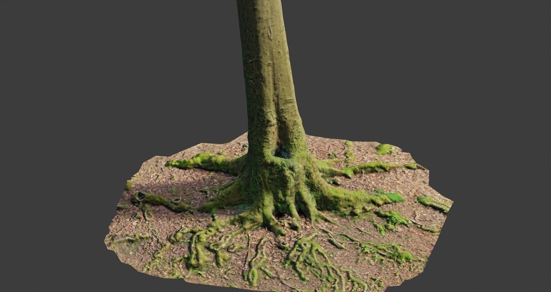 PBR Beech Tree Dead Trunk Collection Realistic Scan Low-poly 3D model_10
