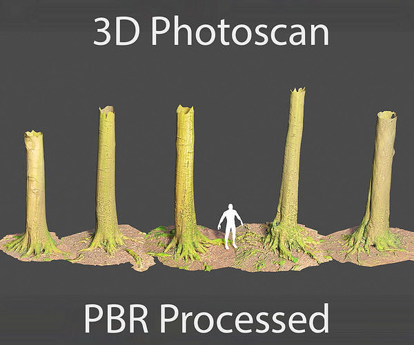 PBR Beech Tree Dead Trunk Collection Realistic Scan Low-poly 3D model