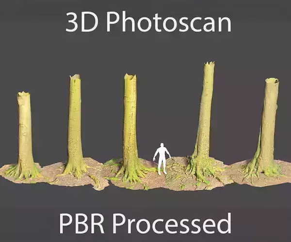 PBR Beech Tree Dead Trunk Collection Realistic Scan